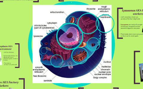 Nucleus AKA Control Center by Courtney Bowler on Prezi