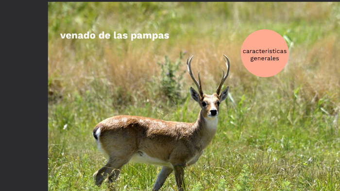 venado de las pampas by sanladislao 2018 on Prezi