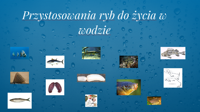 Przystosowania ryb do życia w wodzie by Michał Kowzan on Prezi