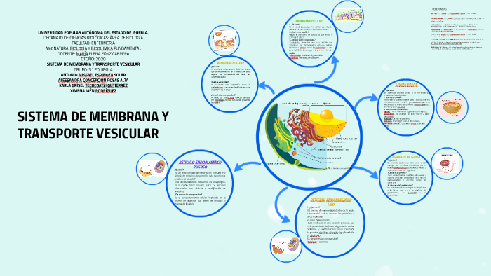 SISTEMA DE MEMBRANA Y TRANSPORTE VESICULAR by Alessandra rosas on Prezi