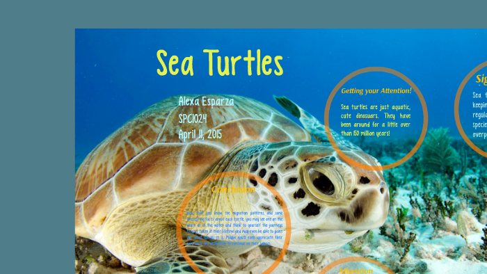 Persuasive Speech On Sea Turtles
