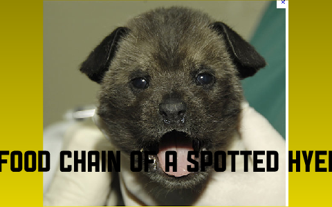 FOOD CHAIN of a SPOTTED HYENA by ethan barnhouse on Prezi