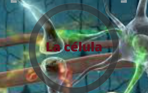 la celula by on Prezi