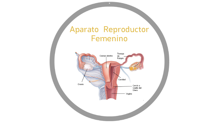 Anatomía Ginecologica By Juan Pablo Rodriguez Aponte On Prezi 9423