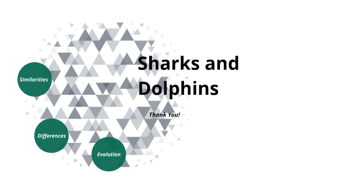 The Differences and Similarities between Sharks and Dolphins by ABAGAIL