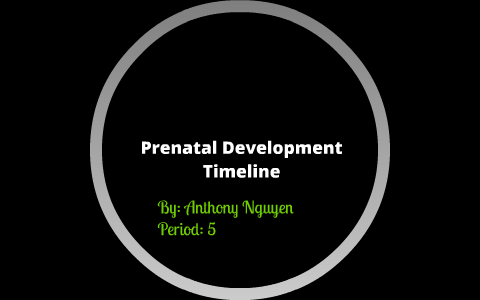 Prenatal Development Timeline By Anthony Nguyen