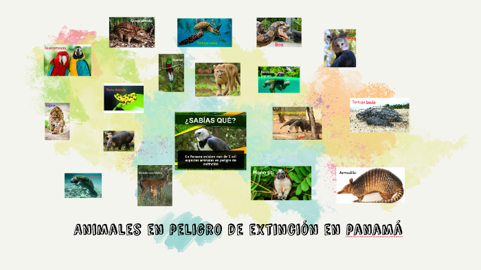 Animales en peligro de extinción en panamá by Roxana Segundo on Prezi