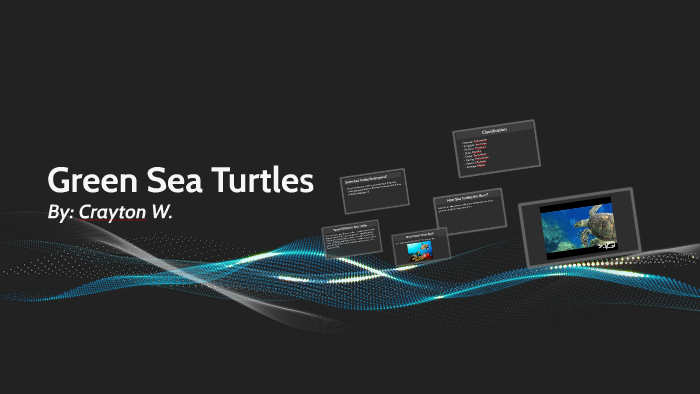 Green Sea Turtles by Crayton Walters on Prezi