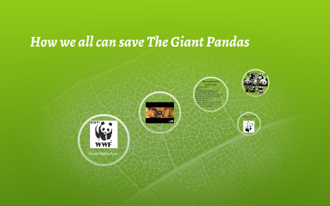 How we all can save The Giant Pandas by Joshua Duran on Prezi