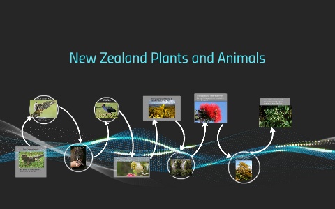 New Zealand Plants and Animals by New Zealand Plants and Animals by