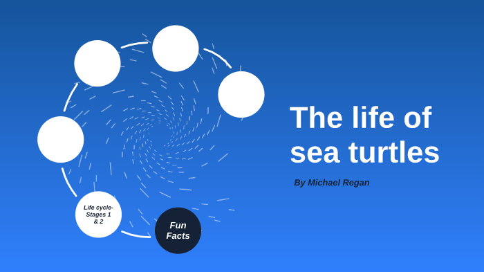 The life cycle of a Sea Turtle by Michael Regan on Prezi
