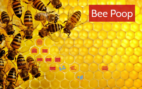 Bee Poop by Kyle McAllister on Prezi