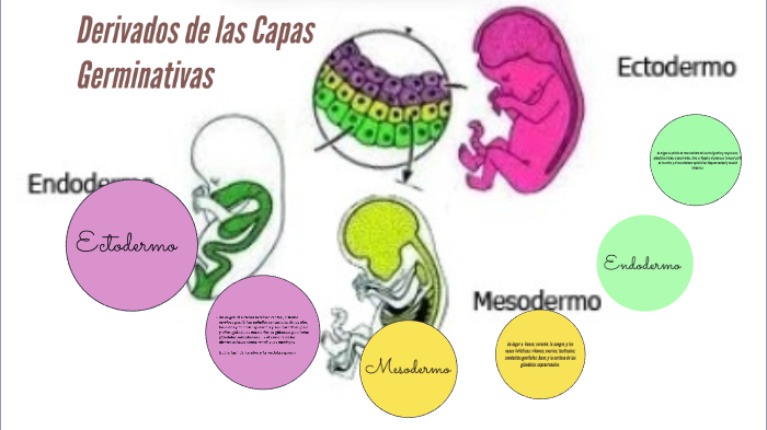 Capas Germinativas Embrionarias