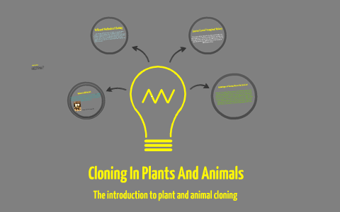 Understanding the Advancements of Animal Cloning by Steven Lapp on Prezi