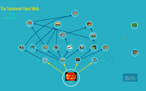 Food Web; The Savannah by Kayleigh Hunter on Prezi