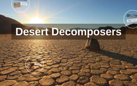 Desert Decomposers By Amogh Kusam On Prezi