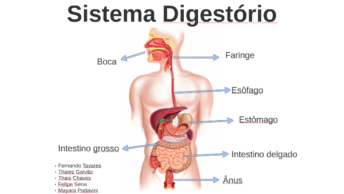 Featured image of post Imagens Do Sistema Digestorio - Ele é formado por um conjunto de órgãos que atuam no o trato digestório e os órgãos anexos constituem o sistema digestório.