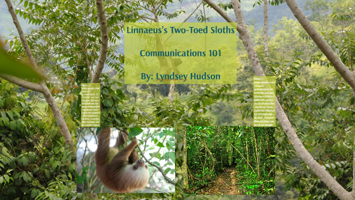 Informative speech outline about sloths 07 picture