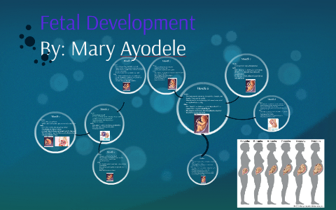 Fetal Development by on Prezi