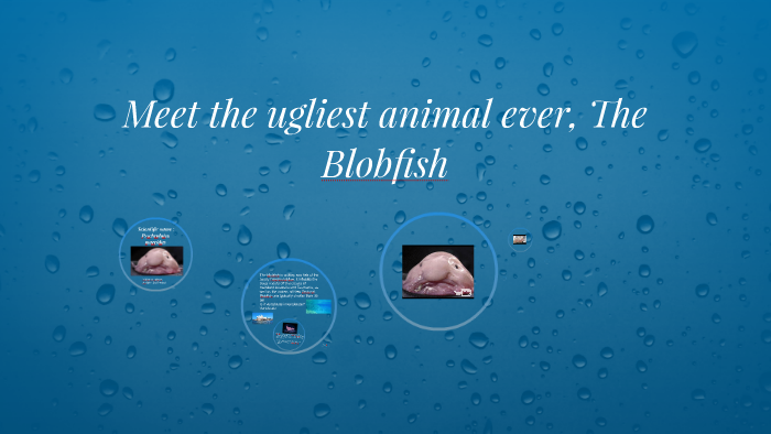 Meet The Blobfish, The 'Ugliest Animal In The World