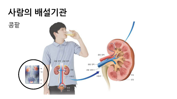 콩팥! by 우빈 이 on Prezi