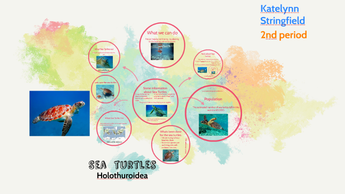 Sea turtles by katelynn stringfield on Prezi