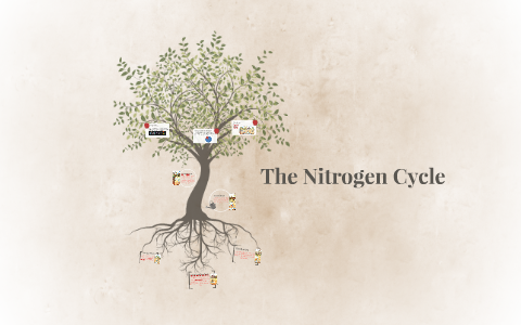 The Nitrogen Cycle by Christopher Ortega on Prezi