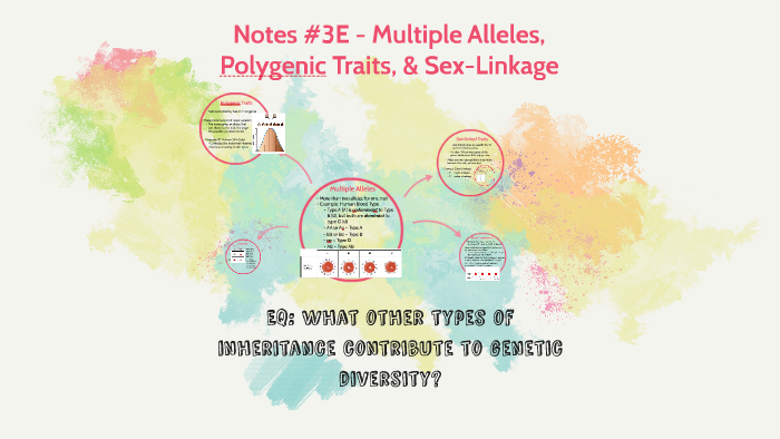 Multiple Alleles Polygenic Traits Sex Linkage By Samantha Gould 6433