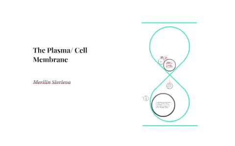 The Plasma/ Cell Membrane & the Golgi Appartus by merilin sivrieva