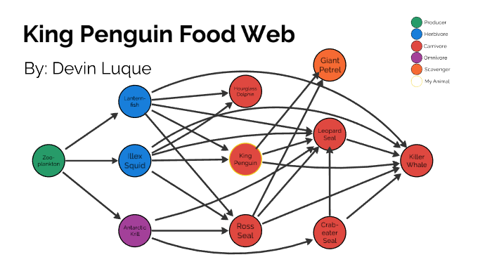 king-penguin-food-web-by-devin-luque-on-prezi