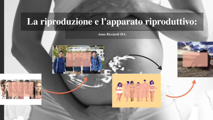 Apparato riproduttivo by Anna Ricciardi on Prezi