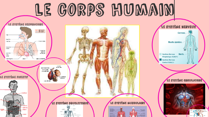 le corps humain by Delphine HERBET