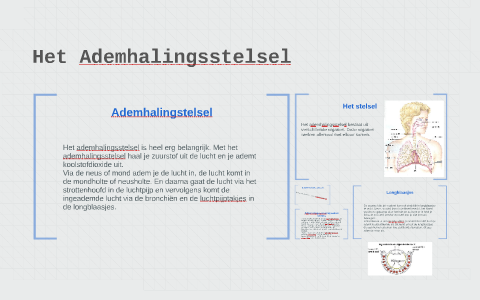 Het Ademhalingsstelsel by Sarah Kaptein