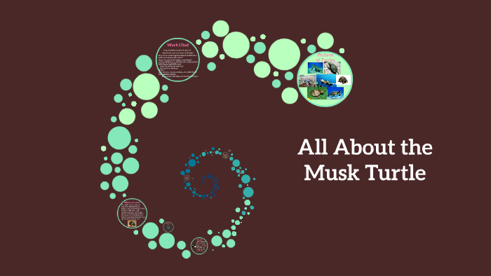All About the Turtle by jewels hughes on Prezi