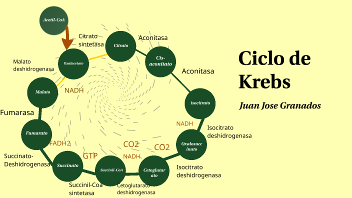 Ciclo De Krebs By Juan José Granados Mendoza On Prezi