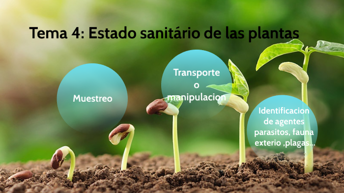 Esquema Estado Sanitario De Las Plantas By Sergio Romera On Prezi