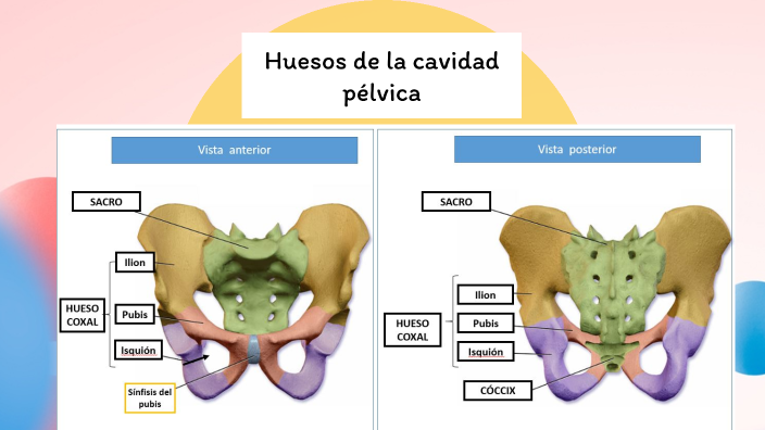 CAVIDAD PELVICA by Ma. Fernanda Ordoñez on Prezi