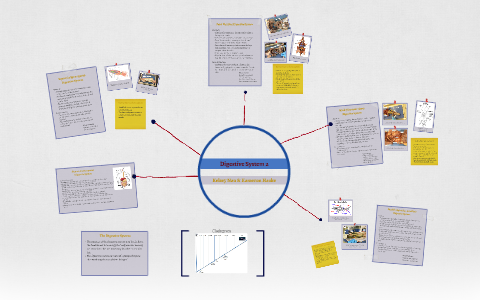 Digestive System 2 by Kelsey Nau on Prezi