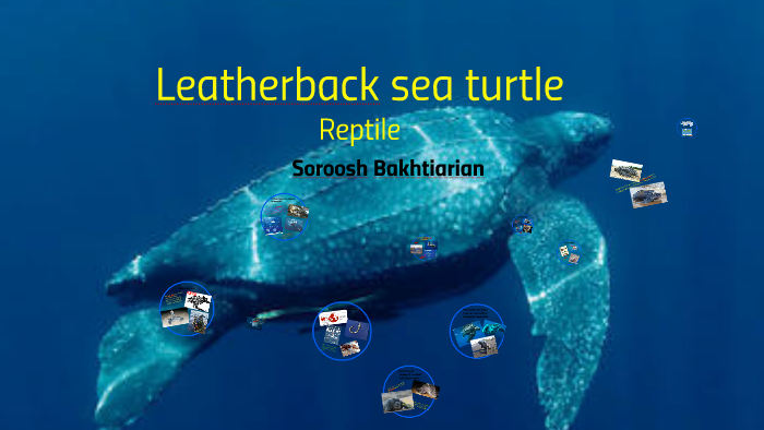 Leatherback sea turtle by Soroosh Bakhtiarian on Prezi