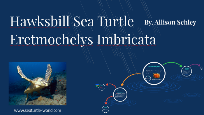 Hawksbill Sea by allison schley on Prezi