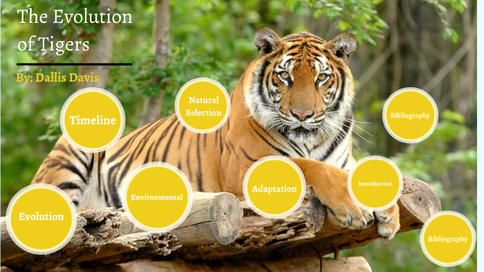 tiger evolution timeline