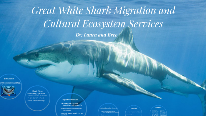 Great White Shark Migration And Cultural Ecosystem Services By Laura 