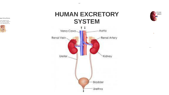 HUMAN EXCRETORY SYSTEM by ayesha shabbir