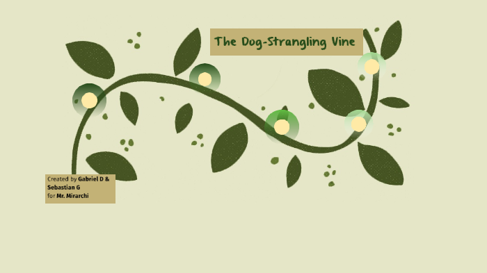 dog strangling vine