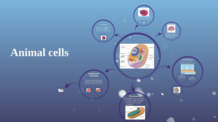 Animal cells by tyama Lyall on Prezi