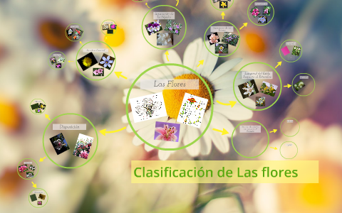 Clasificación de Las flores by Santiago García on Prezi