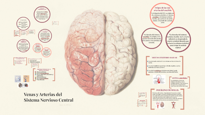 Arterias y Venas del Sistema Nervioso Central by Alexandra Andrade on ...