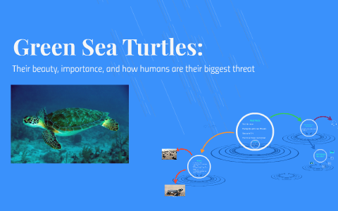 Green Sea Turtles by Shayna Tomlinson on Prezi