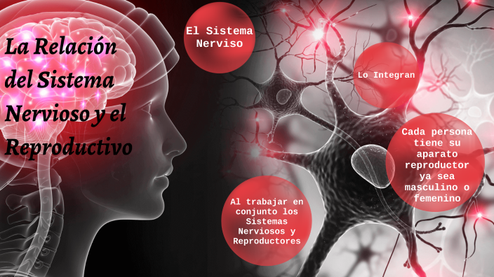 La Relación del Sistema Nervioso con el Reproductivo by Dorys Medina
