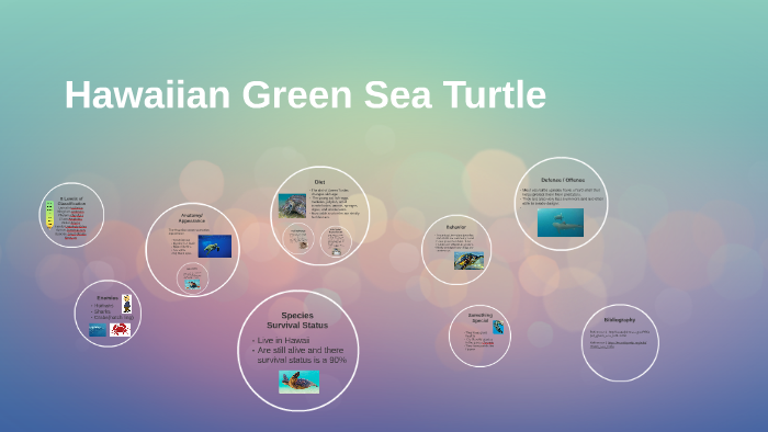 Hawaiian Green Sea Turtle by betsabe gutierrez on Prezi